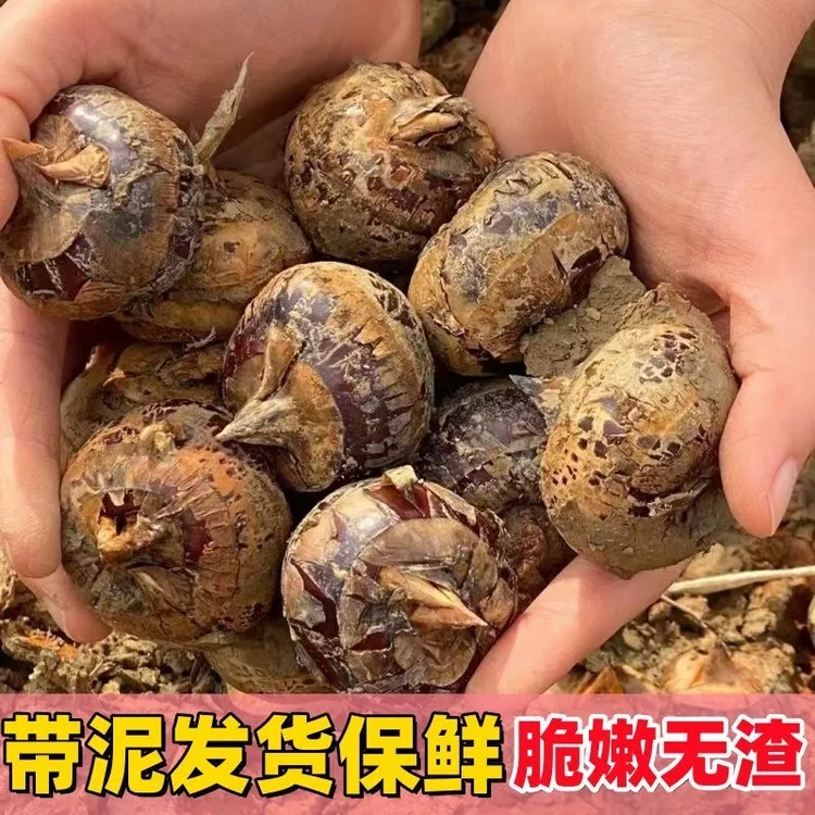 广西新鲜现挖马蹄荸荠地梨脆甜水果当季农家荸荠