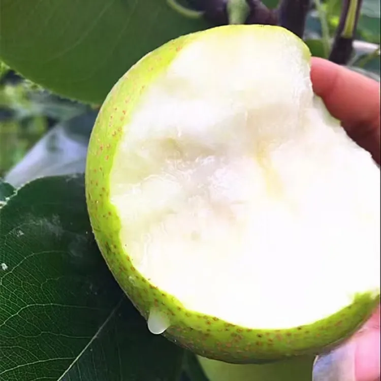 华蓥山蜜梨10斤简装青皮翠冠梨新鲜采摘包邮