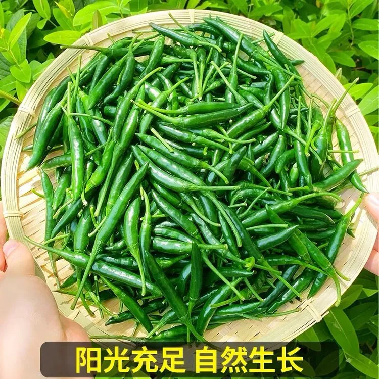 新鲜青朝天椒青小米辣椒小尖椒剁椒青米椒特辣现摘小米椒泡椒包邮