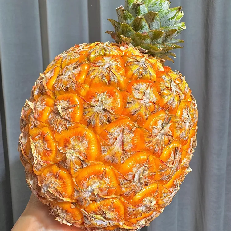 【芒果凤梨】正宗海南树熟芒果凤梨台农23号新鲜水果香甜应季采摘