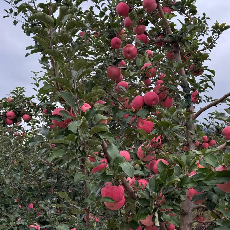 正宗天水元龙红富士皮薄多汁，脆甜可口营养丰富