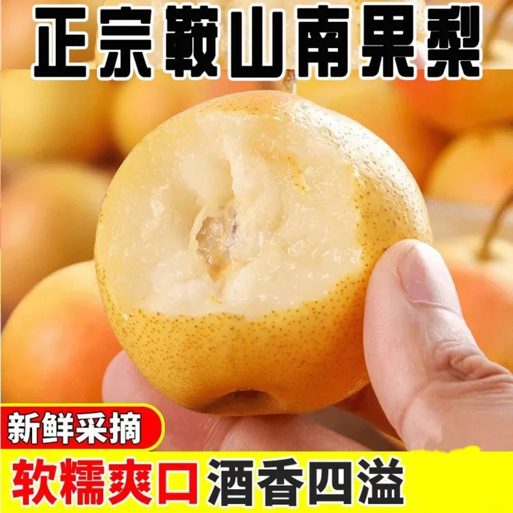东北辽宁鞍山海城特产南果梨（老树笨果）老品种新鲜香甜水果