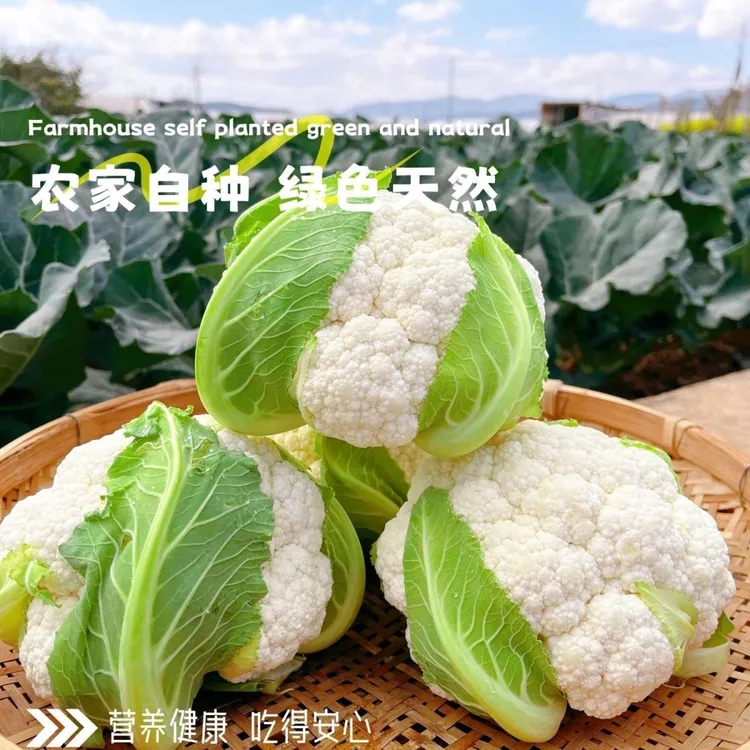 新鲜直达现摘紧实花椰菜当季农家自种老品种结花菜鲜甜脆嫩白花菜