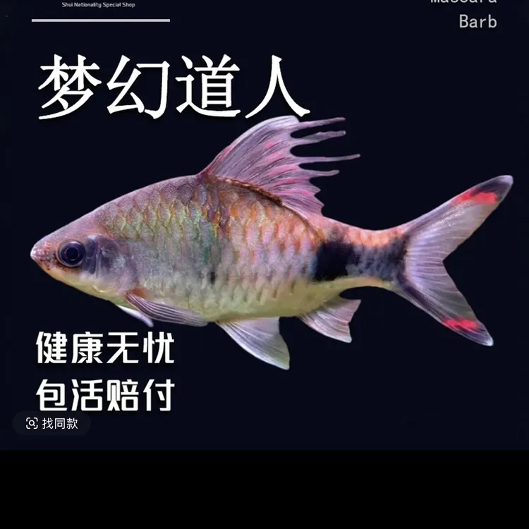 梦幻黑影道人群游鱼耐底温淡水观赏鱼好养皮实好看黑影道人鱼
