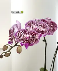 蝴蝶兰【七彩鱼带花】花期久适合桌面摆放的花卉盆栽