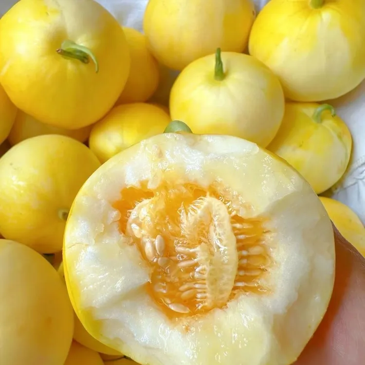 山东小蜜蜂甜瓜星甜20白甜瓜薄皮甜脆新鲜白糖罐奶香蜜瓜当季整箱