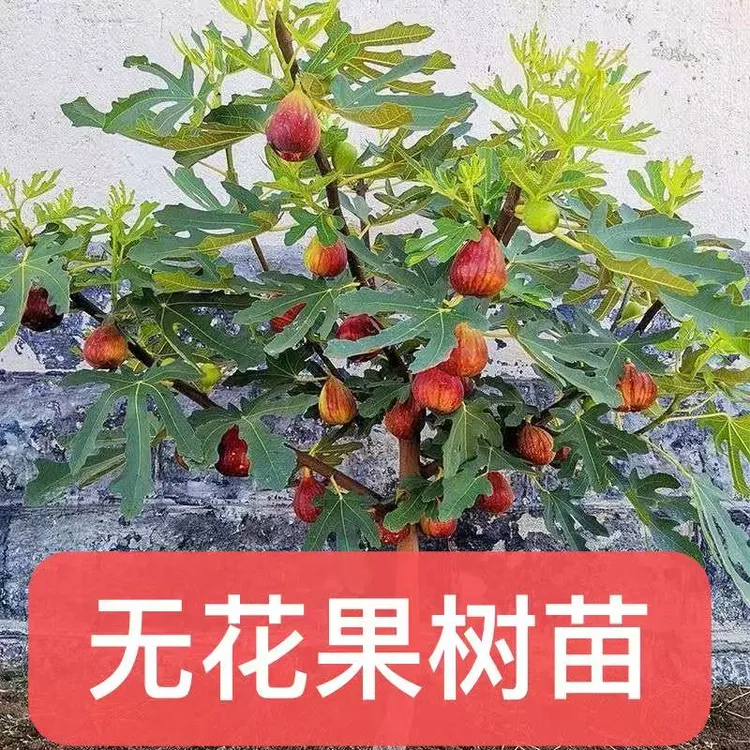 无花果树果苗盆栽地栽四季种植耐寒耐旱南北方种植