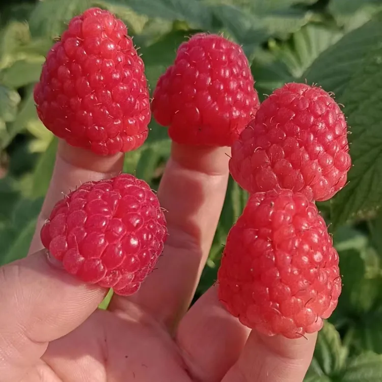新鲜树莓鲜果+蜂蜜发货  寒地浆果/东北原始森林椴树蜜 顺丰发货