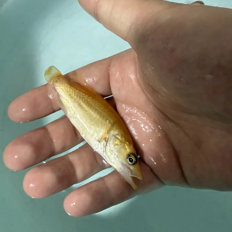 黄金斑鳜小鱼小虾饲料观赏饲料