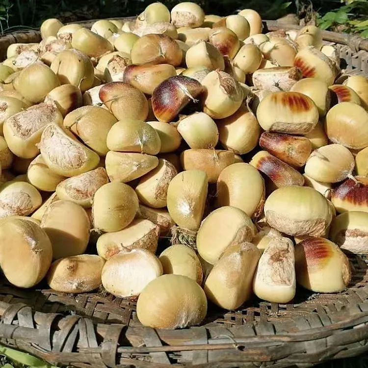 板栗生新鲜红壳板栗带壳去刺球湖北罗田深山栗子板栗仁即食