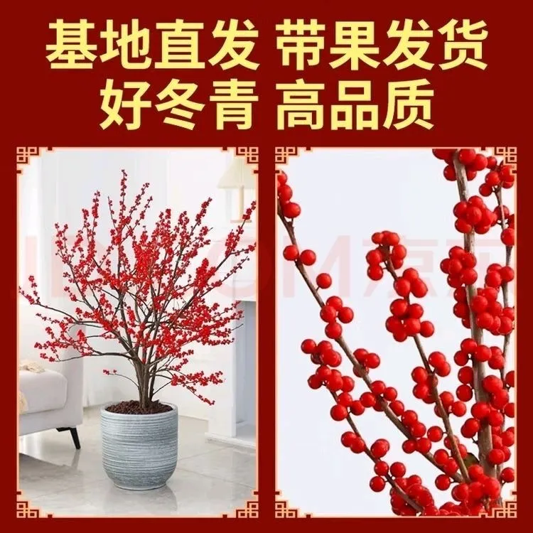 【北美冬青】年宵花卉室内室外庭院观果盆景耐寒红果绿植盆栽带果