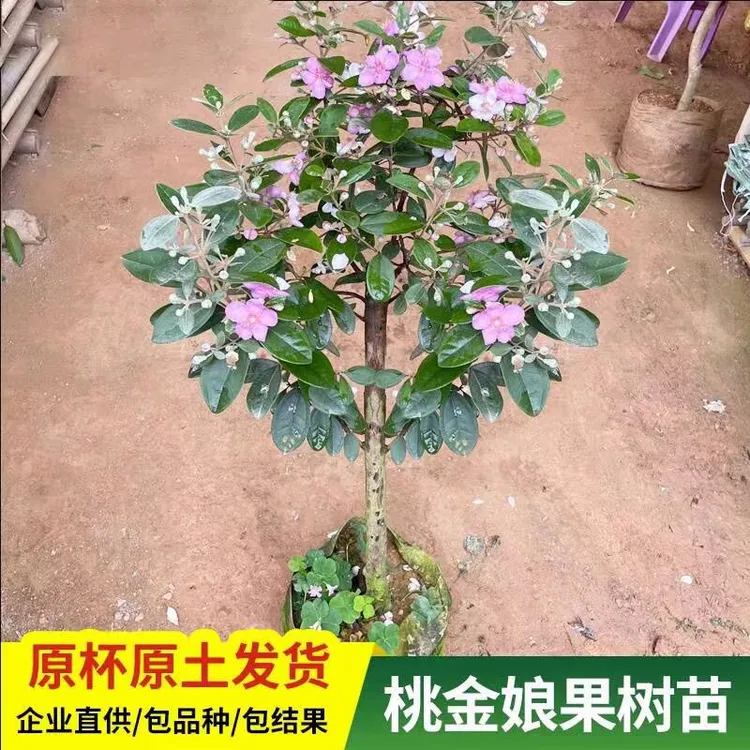 果树捻子树苗果树捻子果苗山捻子苗乌稔苗桃金娘苗果苗盆栽念子苗