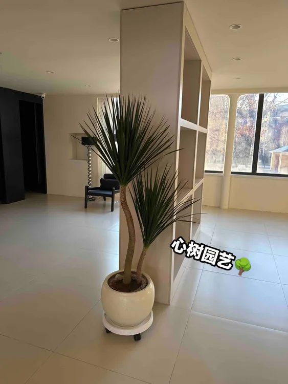 老桩黑珍珠龙血树绿植盆栽、网红爆款、公司办公室高端绿植室内客厅