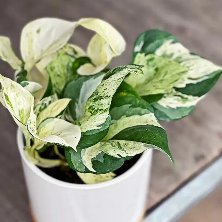 快乐叶子绿萝皇后花叶玛丽安植物室内网红四季常绿植盆栽含盆带土