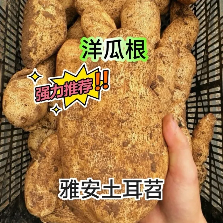 土耳苕土耳芍洋丝瓜根回头客推荐四川雅安现挖佛手瓜根茎洋瓜根