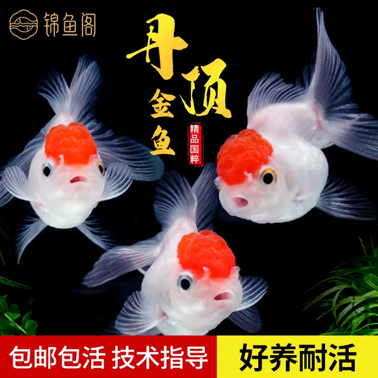 观赏鱼丹顶金鱼红狮头红鎏金黑龙睛花元宝好养好活好养的观赏鱼