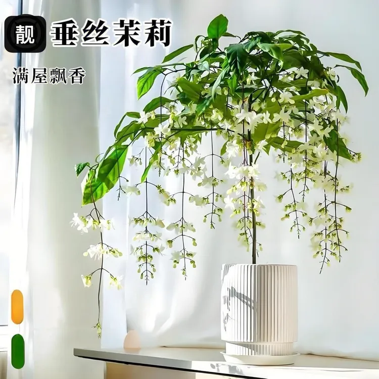 独杆垂丝茉莉带花盆栽网红室内客厅绿叶藤蔓绿植庭院阳台客厅绿植