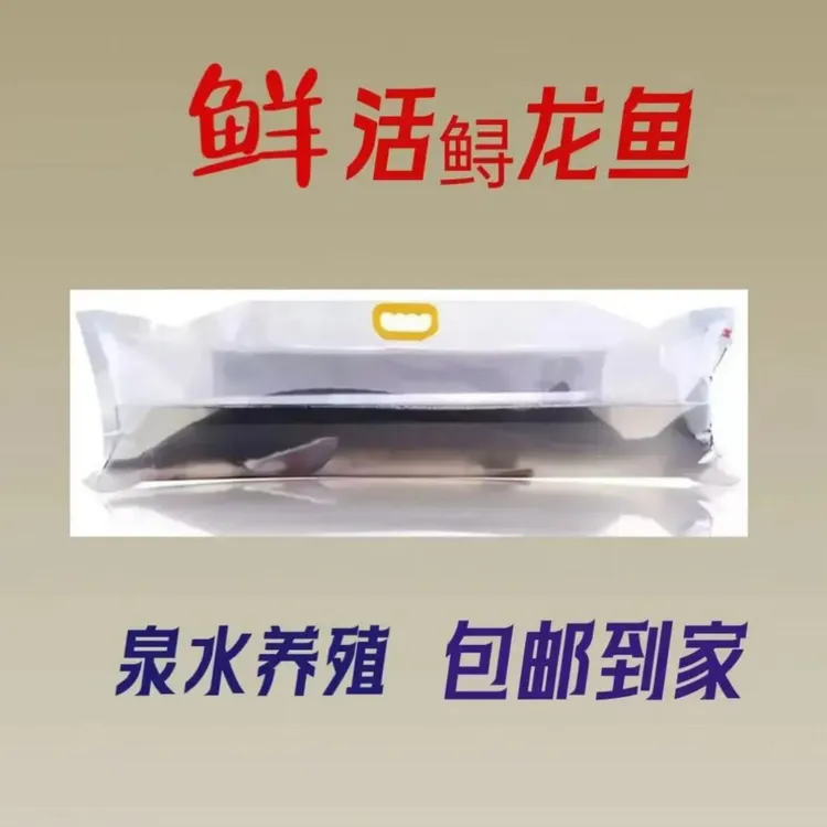 鲟龙鱼食用鱼淡水鱼冷水鱼好养可食用可观赏活体