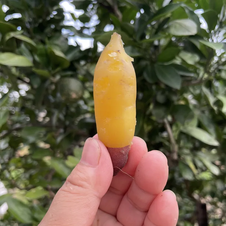 【金手指】天目山小香薯现挖现发地瓜新鲜红薯精选发货