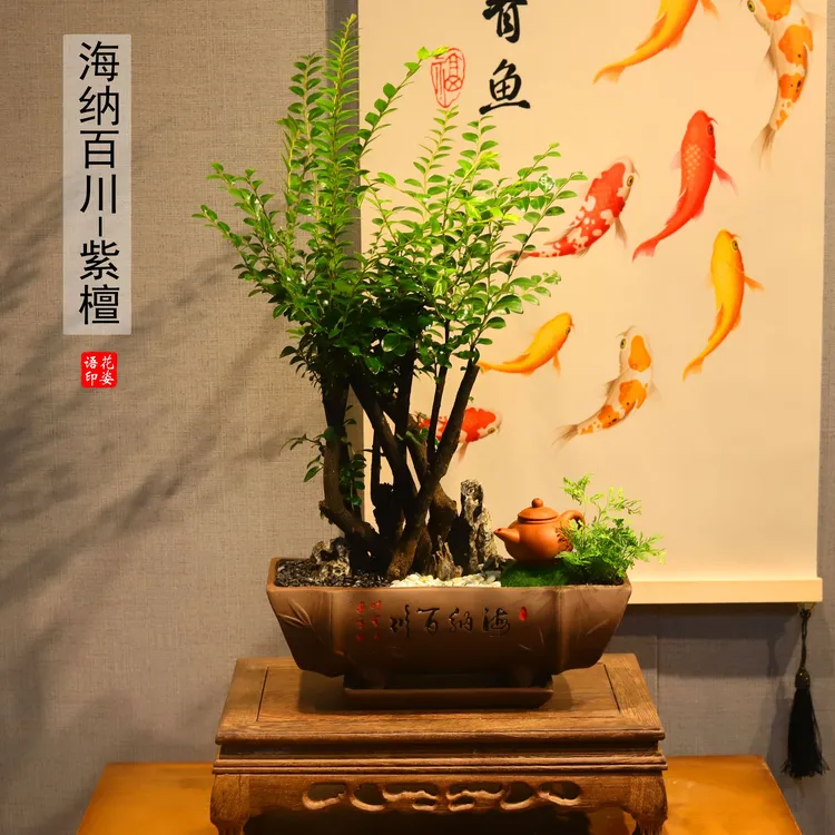 老桩多枝小叶紫檀黑骨茶盆景室内四季常青好养易活盆景茶室摆件