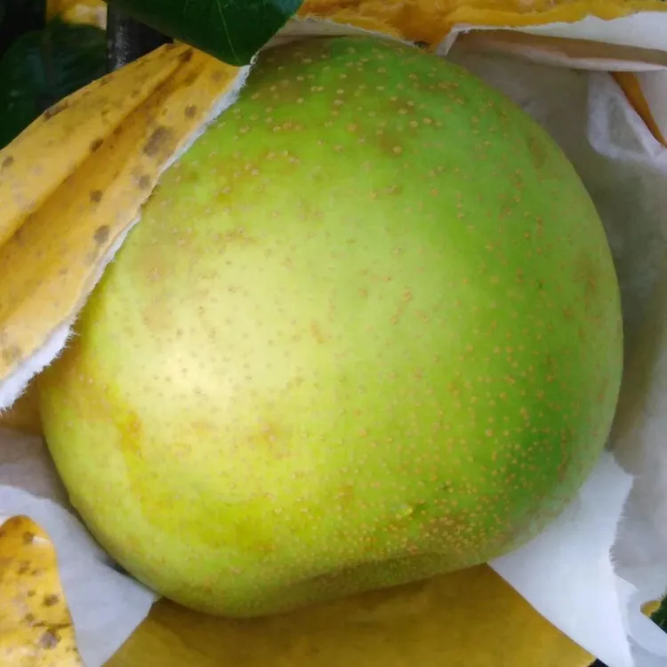 翠冠梨苗 自家苗圃 现挖现发 苗子健壮根系好 保湿发货成活率高