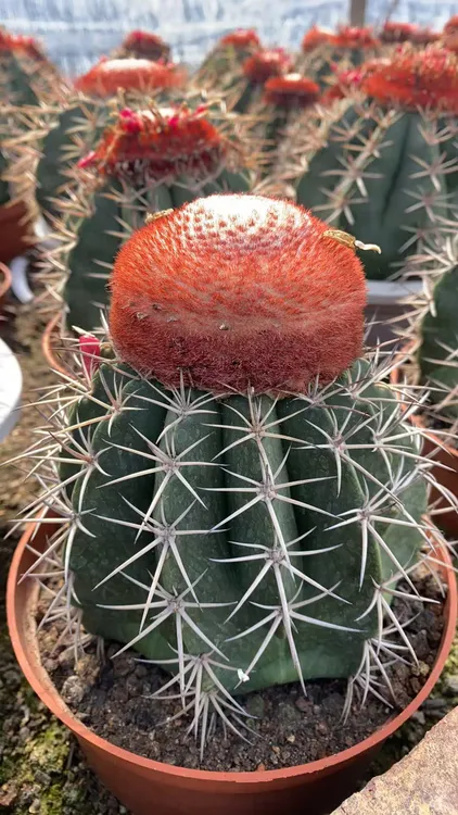 实生层云仙人球 鸿运当头开花易养防辐射 强刺属多肉植物包邮