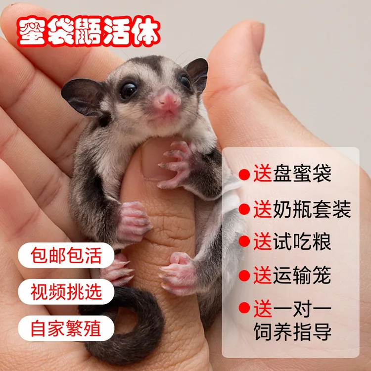 澳洲蜜袋鼯活宠幼崽网红小飞鼠萌宠异宠