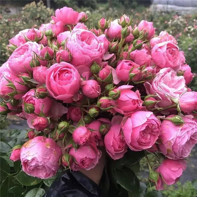 艾拉绒球藤本月季花苗爬藤植物庭院大花浓香玫瑰盆栽花卉四季开花