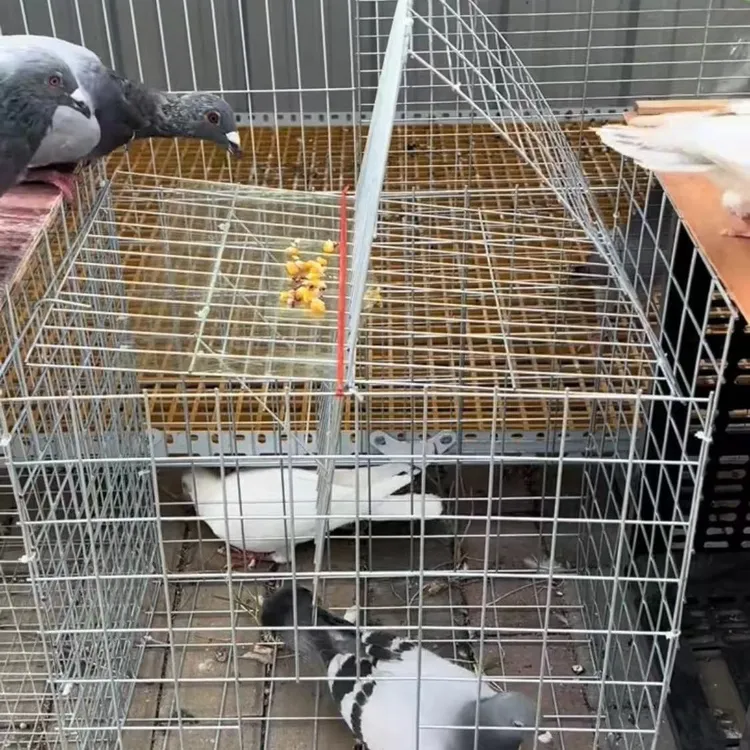新款鸽笼家用户外加粗鸽子养殖场专用