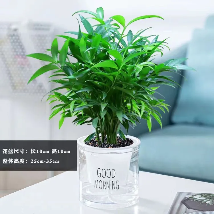耐寒耐热竹柏盆平安竹室内客厅桌面阳台驱蚊好养四季长青植物原生
