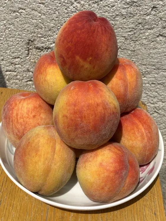 湖北随州黄肉毛桃新品黄桃新鲜采摘露天种植自然成熟脆甜多汁