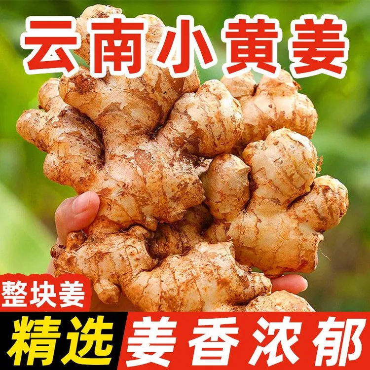 云南高山红土地新鲜现挖小黄姜老姜月子姜味浓郁辛辣爽口