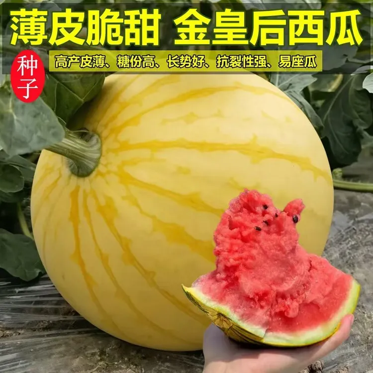 【赠品】金皇后黄金宝随机发（少籽西瓜种子黄皮红瓤早熟高产薄皮）商品图