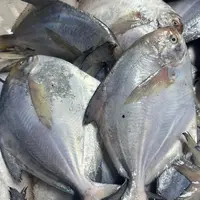 大连本地银鲳鱼,净重2斤左右,顺丰包邮