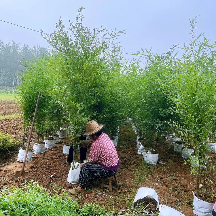 小冰翠系列盆栽地栽北方耐寒抗冻品种不长高矮化冰翠竹竹子绿植