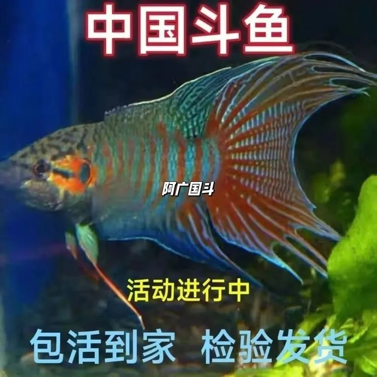中国斗鱼普叉活体淡水耐养小型冷水观赏鱼好养免打氧