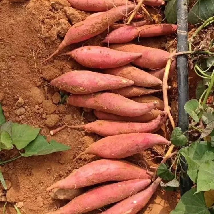 沙地现挖红芯白芯蜜地瓜细腻绵软香甜可口