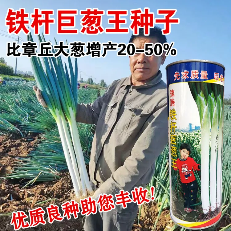 铁杆大葱种子山东章丘四季巨葱种子葱苗蔬菜种籽香葱籽葱种籽孑