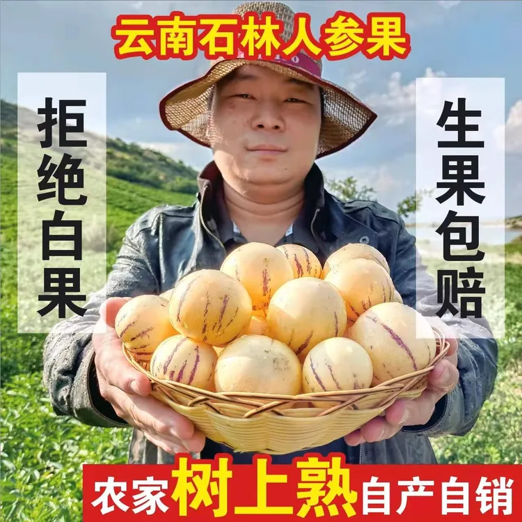 老木凹村【9+糖】云南石林树上熟风化石火山岩人参果黄肉圆果清甜