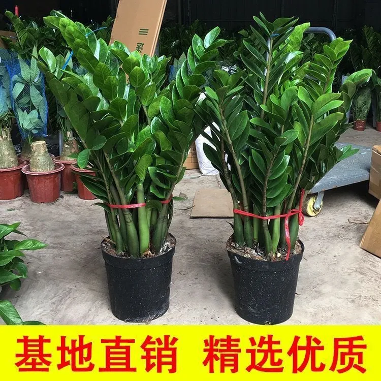 金钱树盆栽钱串子耐旱植物室内客厅办公室绿植净化空气发财树