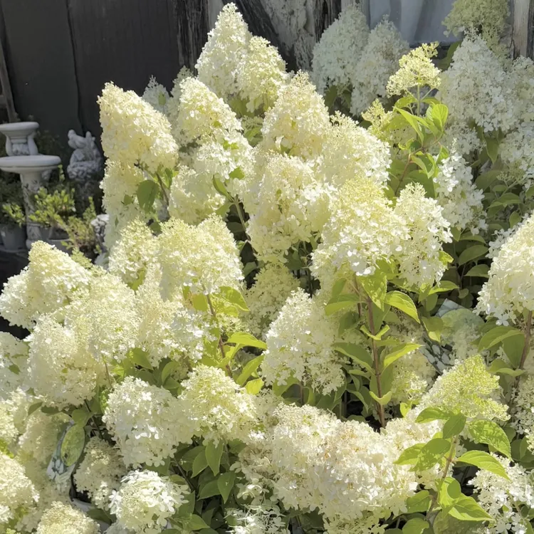 石灰灯圆锥绣球盆栽新枝开花耐热抗冻庭院阳台花卉植物喜水易养护