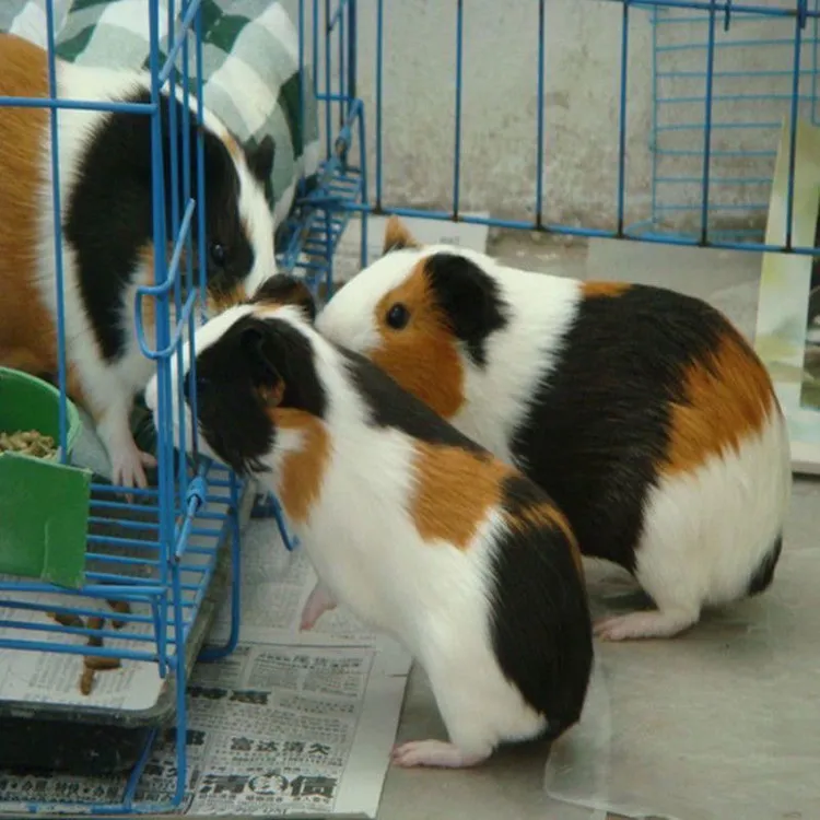 荷兰猪活宠豚鼠活体幼体宠物荷兰鼠幼崽荷兔彩豚黑豚逆毛家养活物