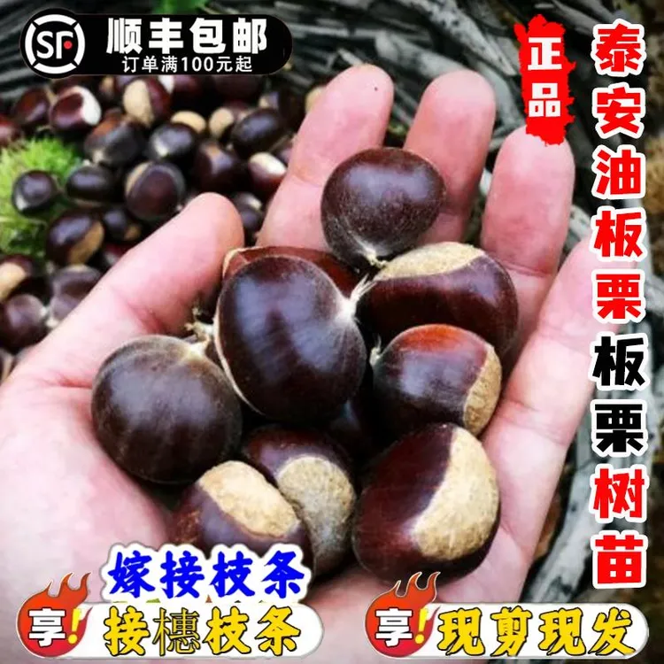 嫁接接橞枝条嫁接板栗苗树特大泰安油板栗树果苗甜油栗子树南北方