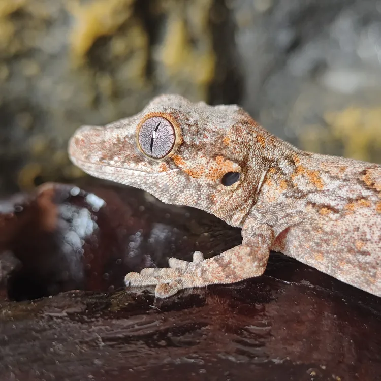 【精品盖勾亚】大理石6.4g公母未分可自助