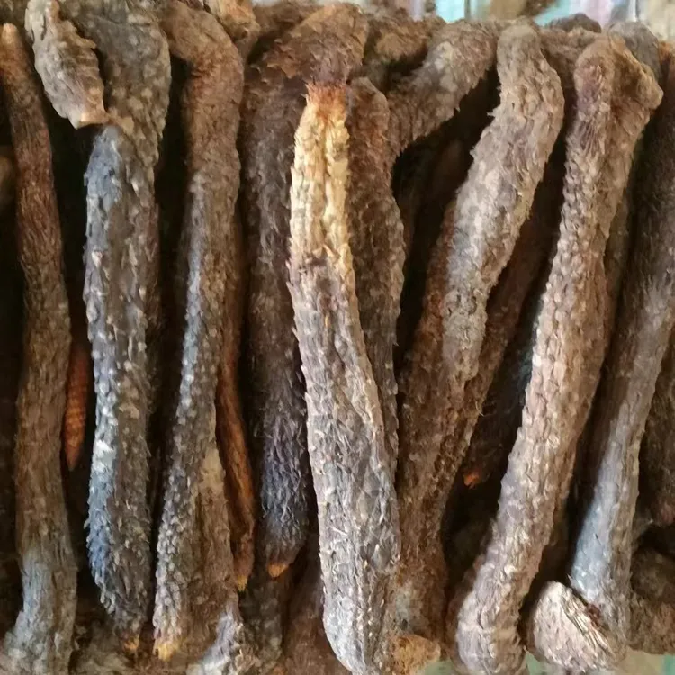 荒漠肉苁蓉整根干货条子植物