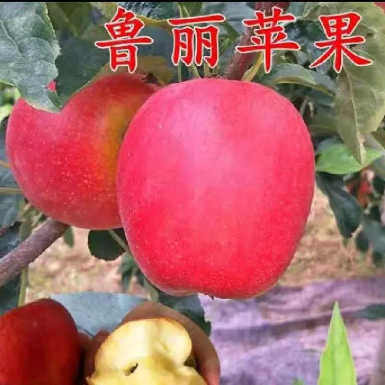 正宗阿克苏冰糖心红富士鸡心果烟富八号水果适合南北方种植