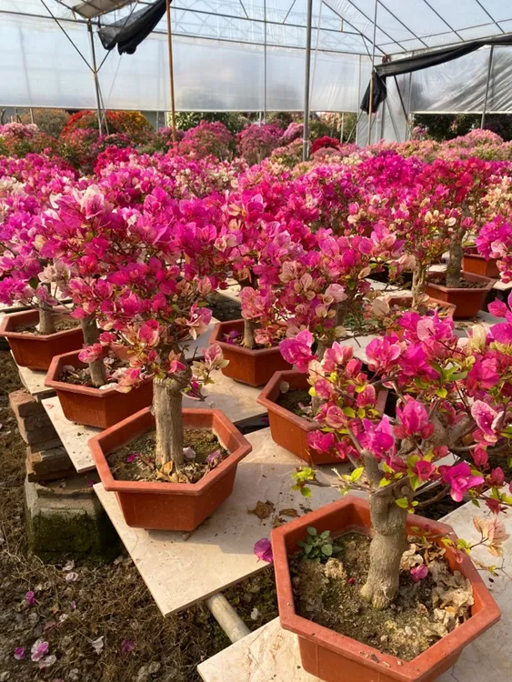 漳红樱老桩百变花蝴蝶（基地塑料盆不包损）运输中会掉花掉叶