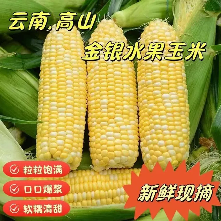 云南金银水果玉米新鲜带壳清甜榨汁蒸煮甜玉米新鲜当季蔬菜包邮