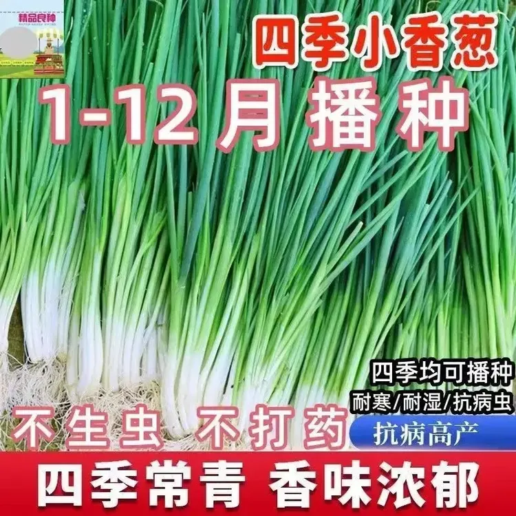 四季小香葱籽小香葱种子阳台室内盆栽葱种子耐寒蔬菜种子家庭菜种