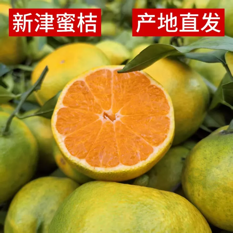 现摘青皮无籽蜜桔新鲜多汁酸甜可口应季水果